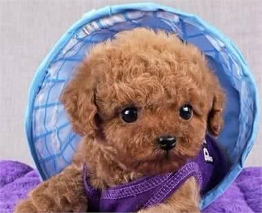 新手养狗，带狗狗回家之前需要注意什么事?