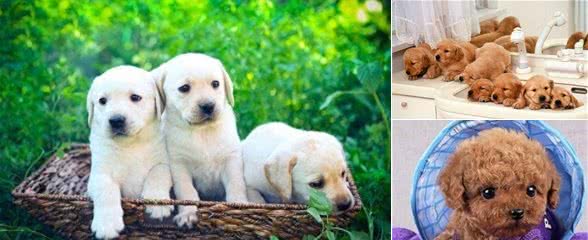 新手养狗，带狗狗回家之前需要注意什么事?
