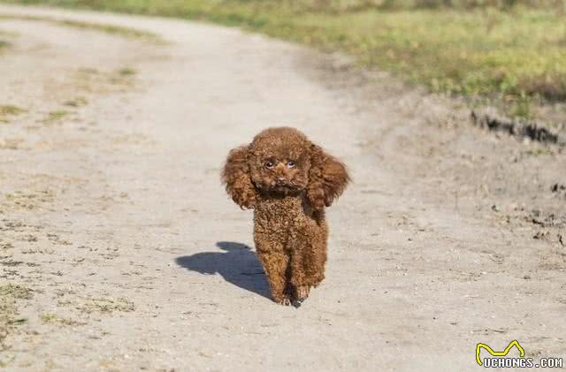 泰迪狗狗变身厕所小达人?一招教会它定点如厕的秘密