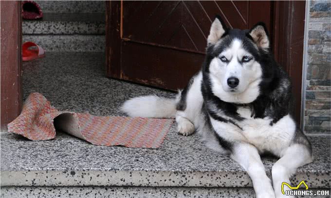 有关于爱尔兰猎狼犬的起源和习性