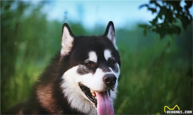 有关于爱尔兰猎狼犬的起源和习性