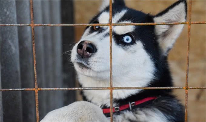 有关于爱尔兰猎狼犬的起源和习性