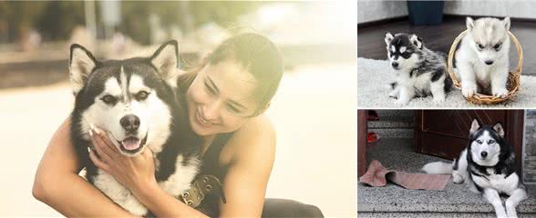 有关于爱尔兰猎狼犬的起源和习性