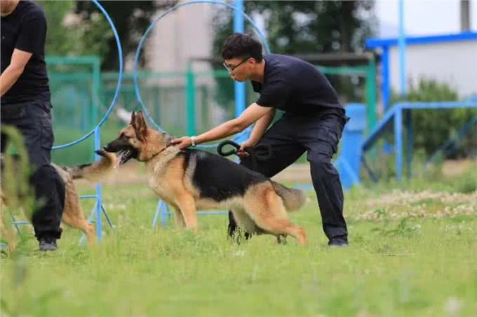 一起来了解犬的运动系统