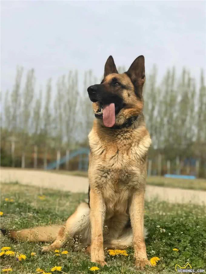 一起来了解犬的运动系统