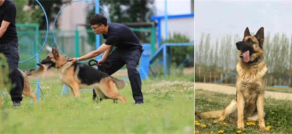 一起来了解犬的运动系统
