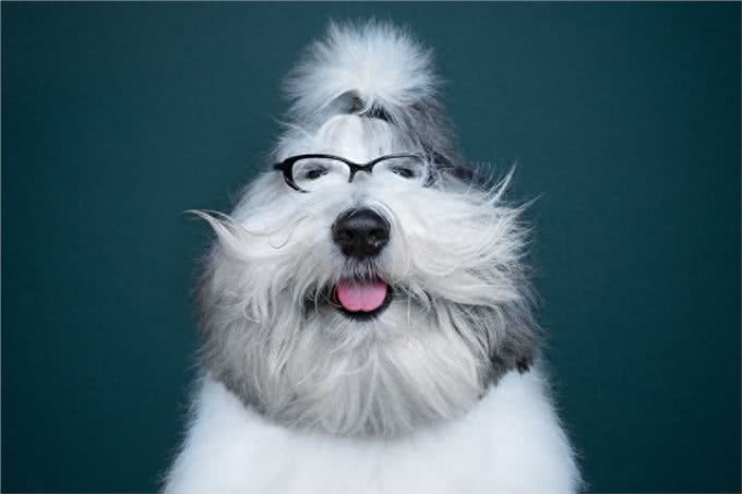 一组喜怒哀乐的狗狗表情照