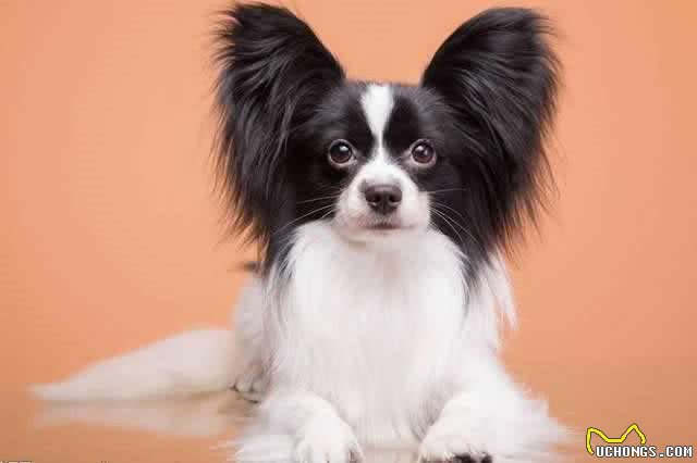 小型犬智商排名适合家庭饲养的小型犬