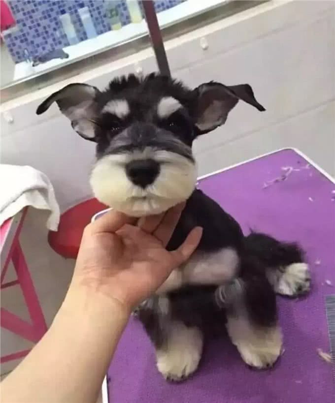 小型犬智商排名适合家庭饲养的小型犬