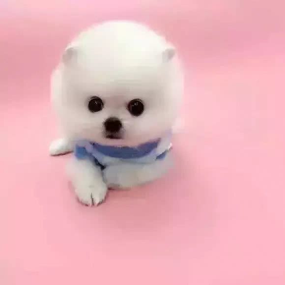 小型犬智商排名适合家庭饲养的小型犬
