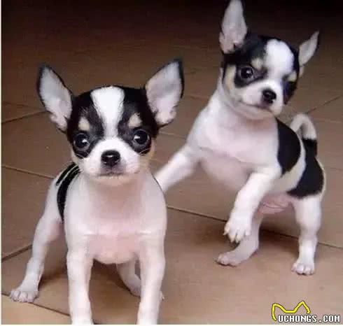 小型犬智商排名适合家庭饲养的小型犬