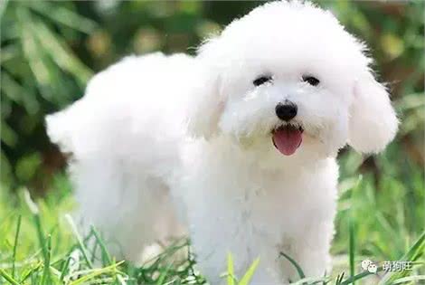 小型犬智商排名适合家庭饲养的小型犬