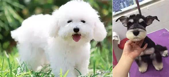 小型犬智商排名适合家庭饲养的小型犬