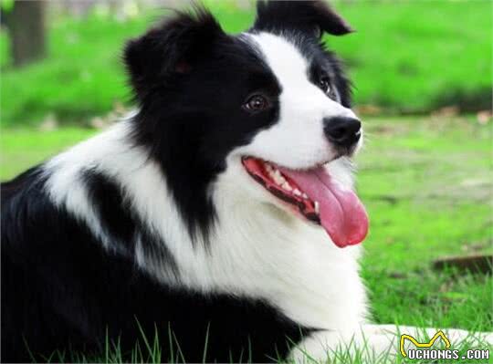 挑选边境牧羊犬幼犬的注意事项