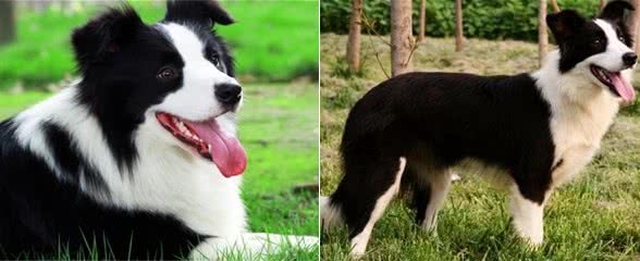 挑选边境牧羊犬幼犬的注意事项