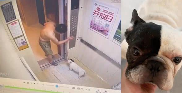 狗狗嫌天热自己坐电梯回家?原来是邻居帮按电梯，狗子人缘真好