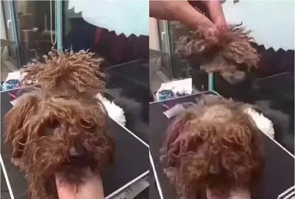 网友亲自给泰迪做美容，没想到她第一次尝试，狗狗就被剪成了这样