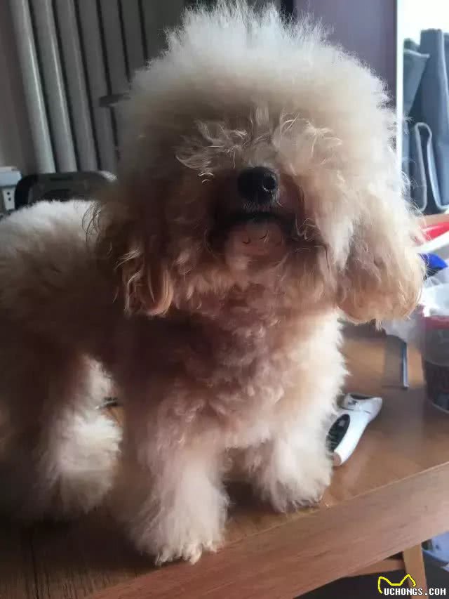 网友亲自给泰迪做美容，没想到她第一次尝试，狗狗就被剪成了这样
