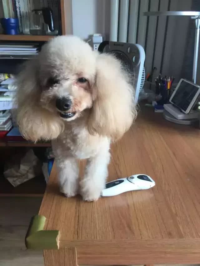 网友亲自给泰迪做美容，没想到她第一次尝试，狗狗就被剪成了这样