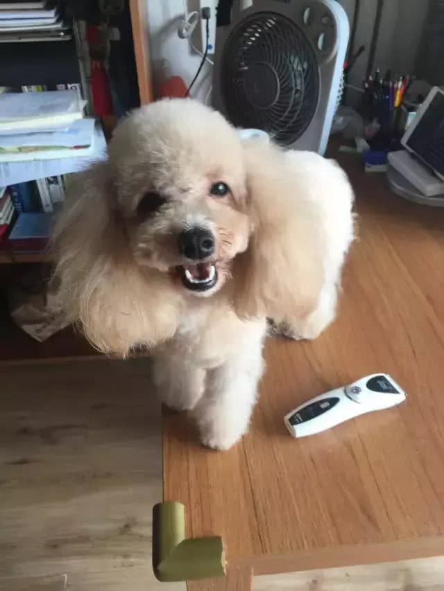 网友亲自给泰迪做美容，没想到她第一次尝试，狗狗就被剪成了这样