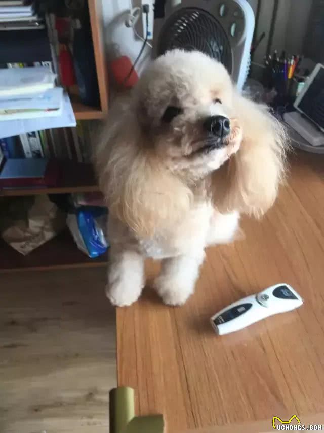 网友亲自给泰迪做美容，没想到她第一次尝试，狗狗就被剪成了这样
