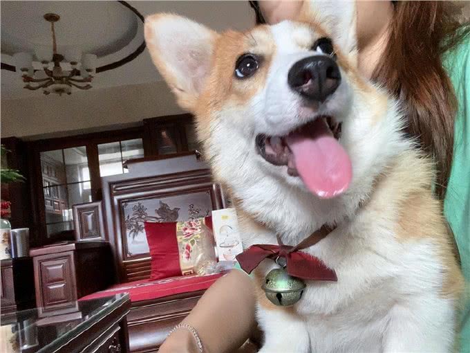 宠物健康的重要性：预防宠物犬瘟细小，守护忠诚伙伴