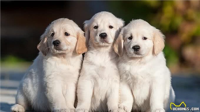 宠物健康的重要性：预防宠物犬瘟细小，守护忠诚伙伴