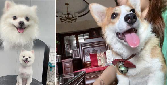 宠物健康的重要性：预防宠物犬瘟细小，守护忠诚伙伴