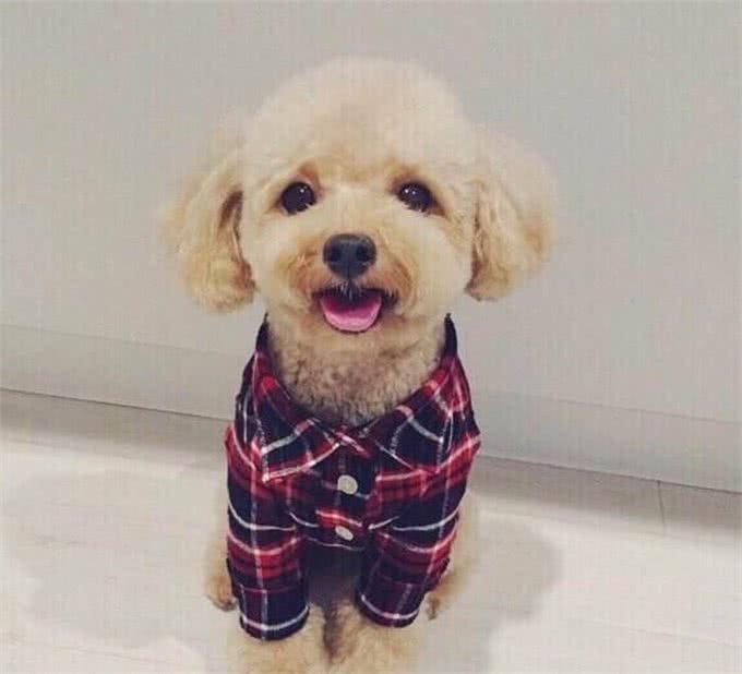 泰迪犬为什么会褪色?