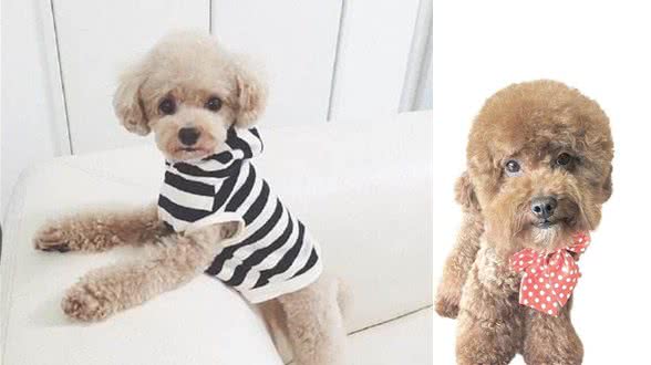 泰迪犬为什么会褪色?