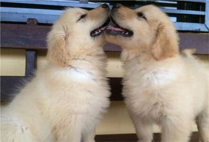 纯种血统金毛犬多少钱?血统纯正，价值非凡!