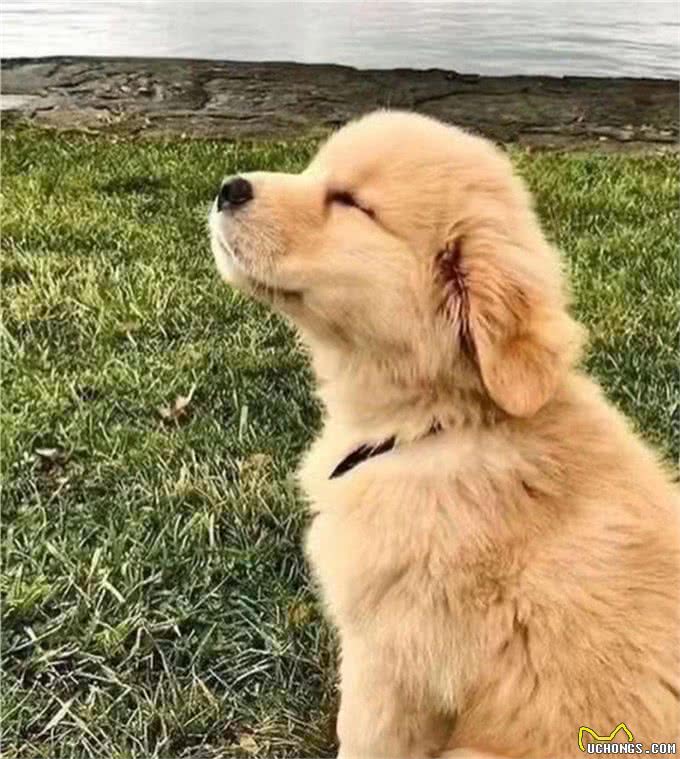 纯种血统金毛犬多少钱?血统纯正，价值非凡!