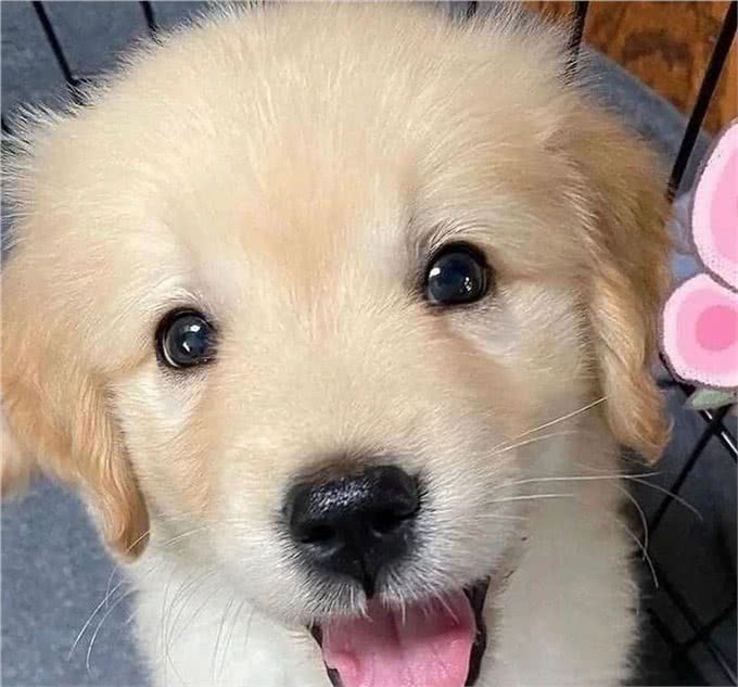 纯种血统金毛犬多少钱?血统纯正，价值非凡!