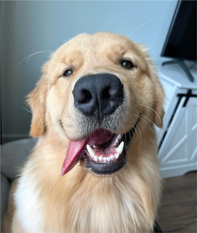 纯种血统金毛犬多少钱?血统纯正，价值非凡!