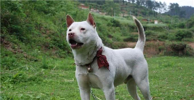 中国有些家犬品种，其实是世界上最古老、也是最稀少的品种