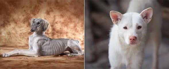 中国有些家犬品种，其实是世界上最古老、也是最稀少的品种