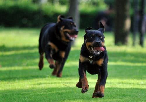 罗威纳犬价格是多少