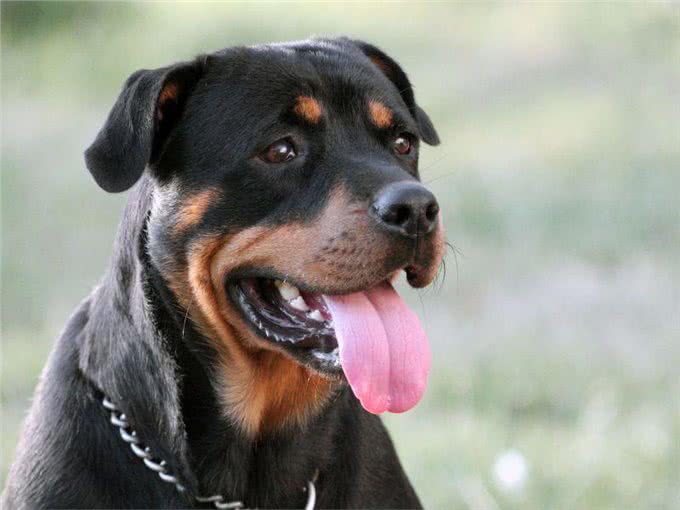 罗威纳犬价格是多少