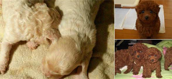 狗妈妈生宝宝了，我们该如何喂养幼犬?