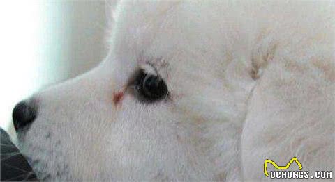 狗狗泪痕的形成以及如何护理