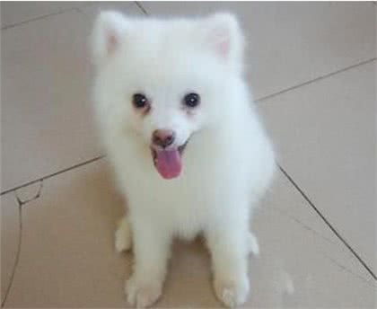 狗狗泪痕的形成以及如何护理