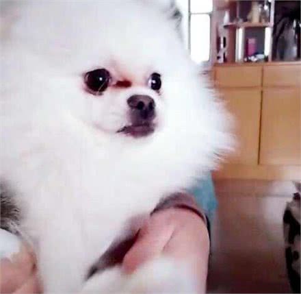 狗狗泪痕的形成以及如何护理