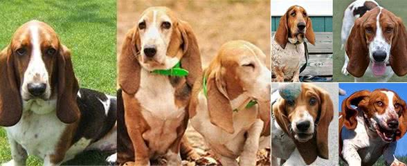 巴吉度犬掉毛不严重这样打理没烦恼