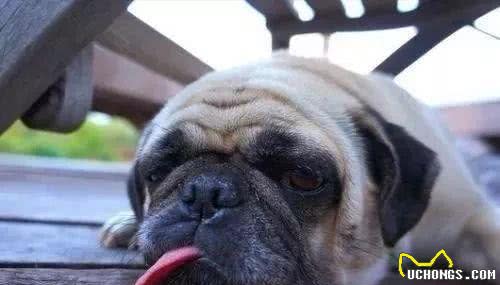 怎么去除狗狗身上的皮屑
