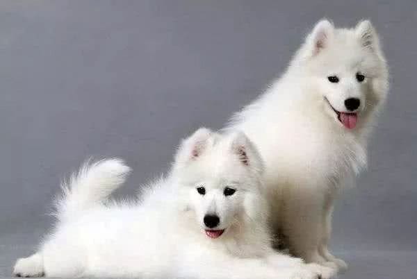 怎么去除狗狗身上的皮屑