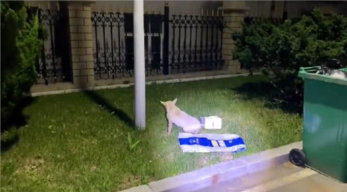 疑似繁殖犬的牛头梗，不论它有多温顺，当它失去价值就没人爱它了