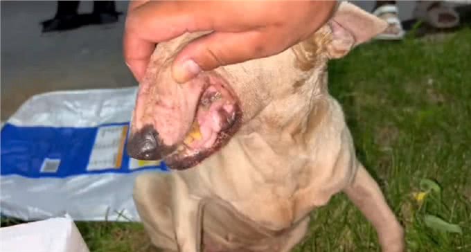 疑似繁殖犬的牛头梗，不论它有多温顺，当它失去价值就没人爱它了