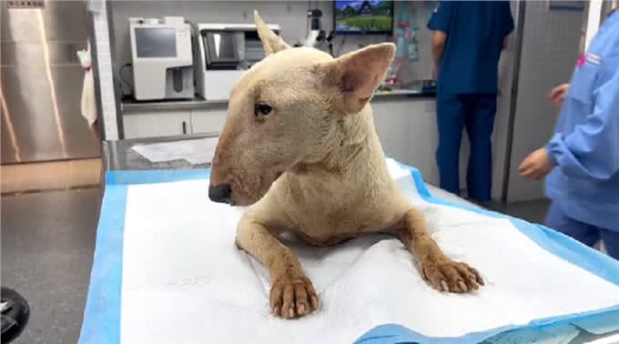 疑似繁殖犬的牛头梗，不论它有多温顺，当它失去价值就没人爱它了