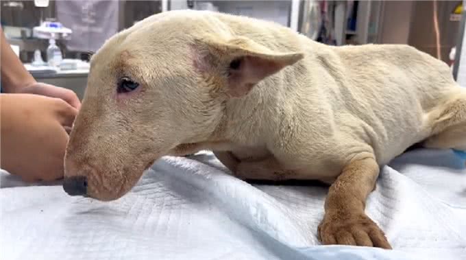 疑似繁殖犬的牛头梗，不论它有多温顺，当它失去价值就没人爱它了
