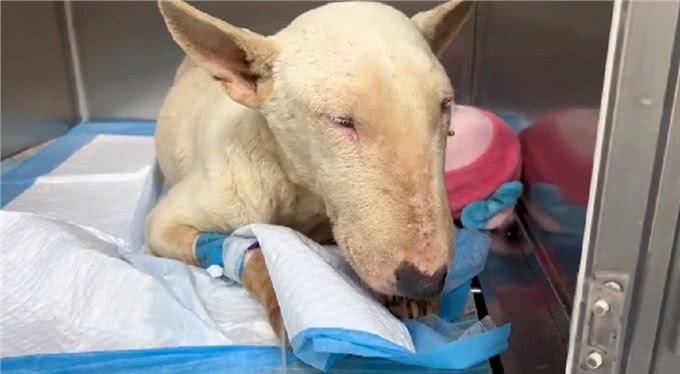 疑似繁殖犬的牛头梗，不论它有多温顺，当它失去价值就没人爱它了